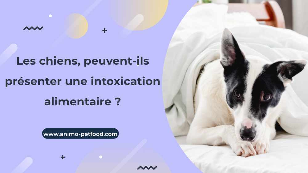 les-chiens-peuvent-ils-presenter-une-intoxication-alimentaire